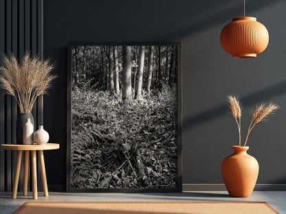 Black and white poster showing ferns on a forest floor with tree trunks and detailed foliage
