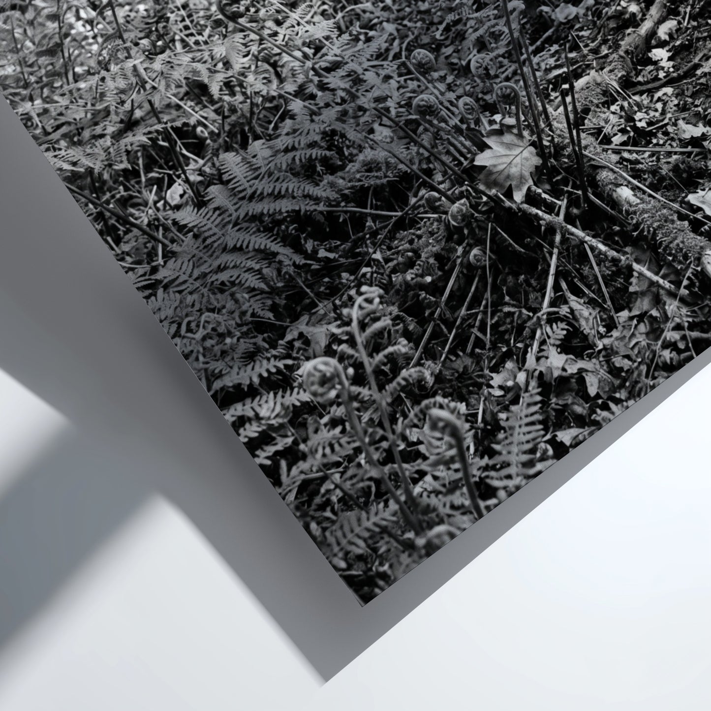 Black and white poster showing ferns on a forest floor with tree trunks and detailed foliage