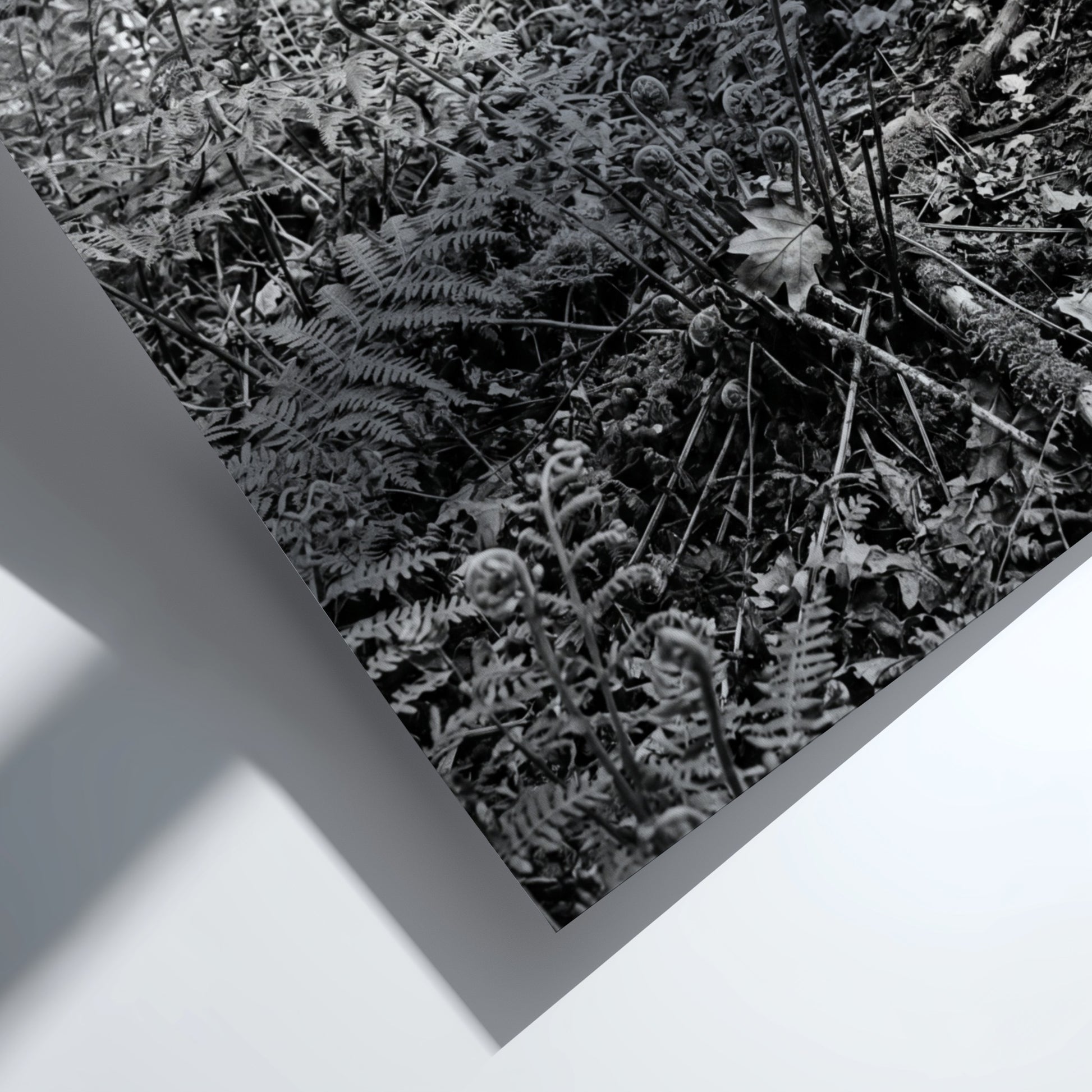 Black and white poster showing ferns on a forest floor with tree trunks and detailed foliage
