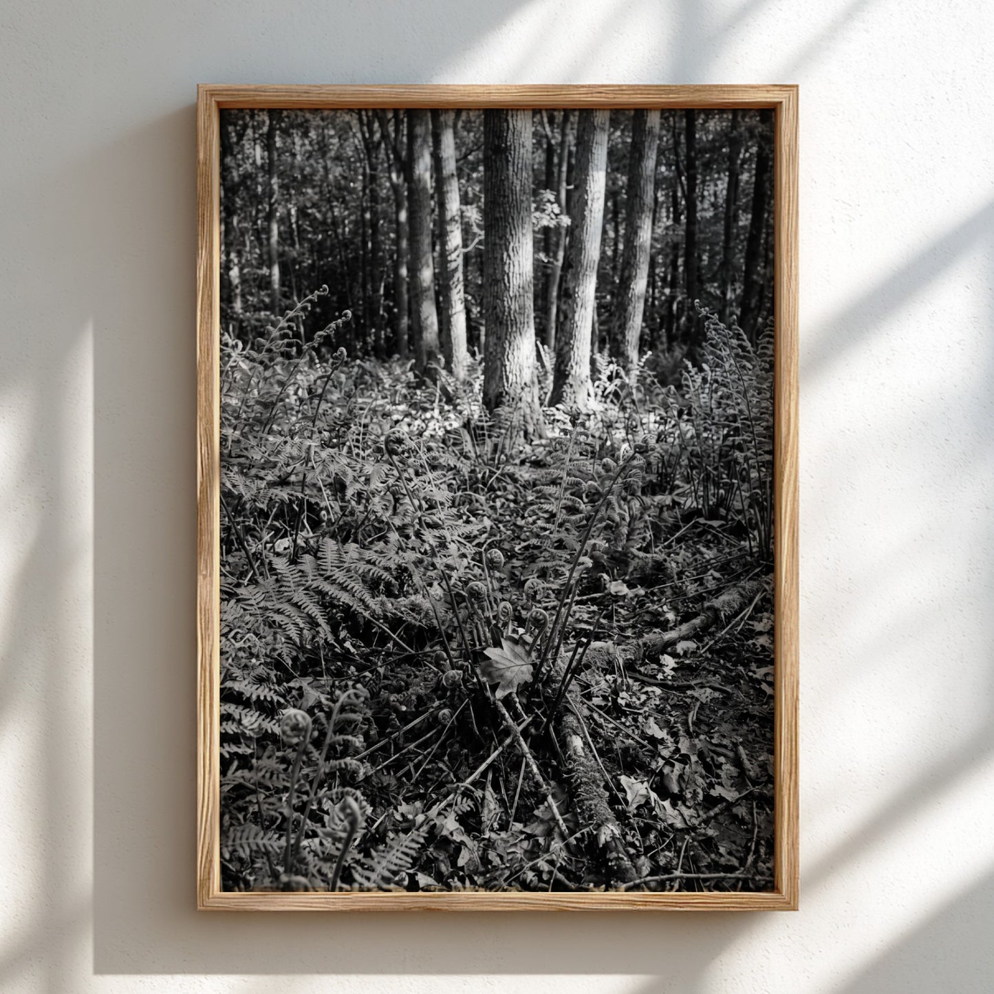 Black and white poster showing ferns on a forest floor with tree trunks and detailed foliage