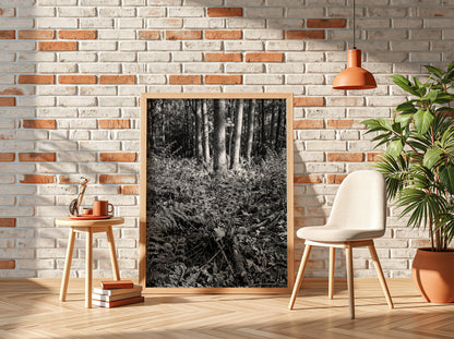 Black and white poster showing ferns on a forest floor with tree trunks and detailed foliage