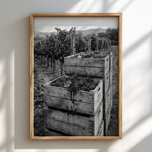 Black and white wall decor of grapes stacked in wooden crates with vineyard background