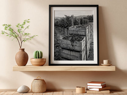 Black and white wall decor of grapes stacked in wooden crates with vineyard background