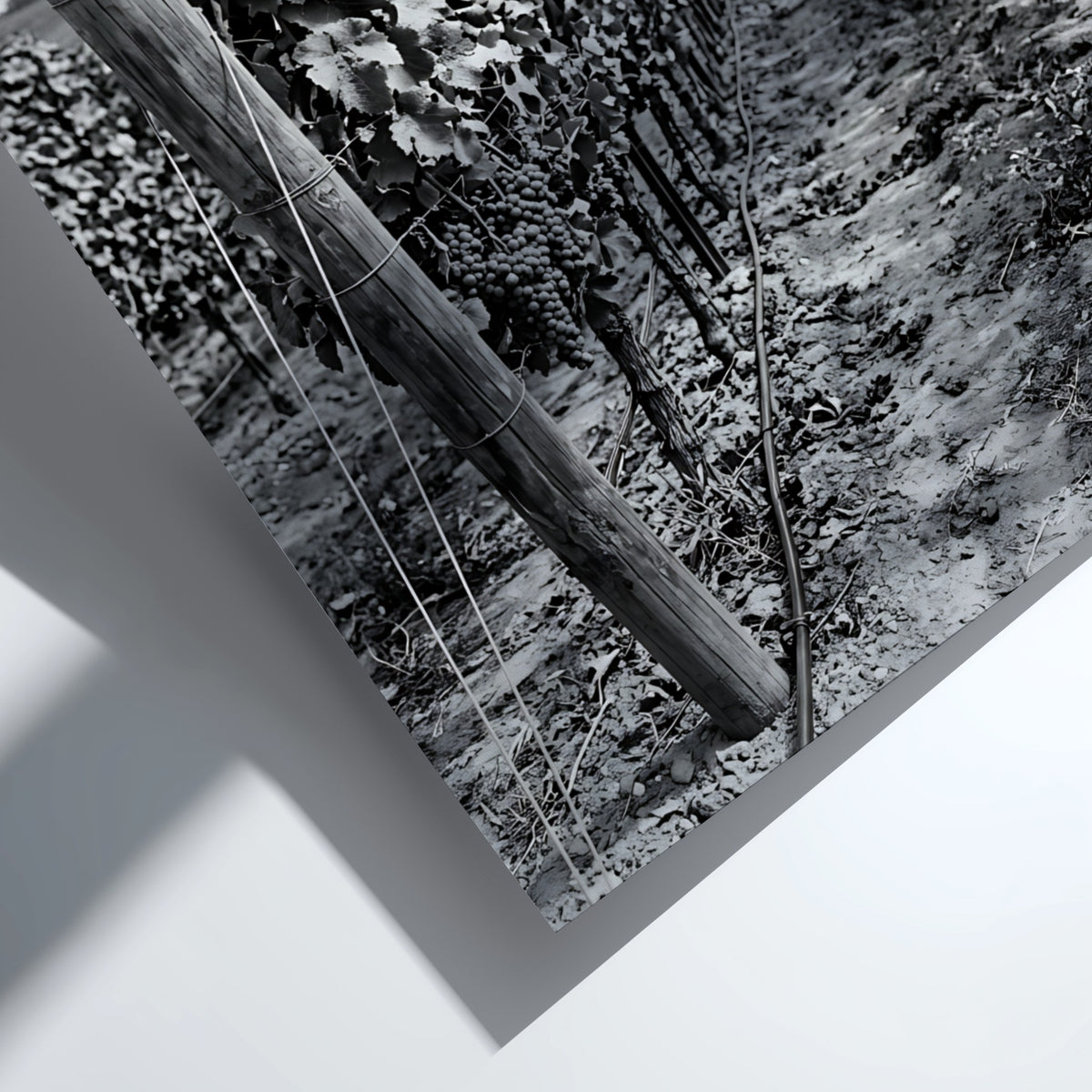 Black and white photographic wall decor showing rows of grapevines receding toward a distant hillside