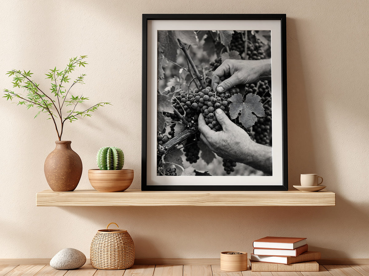 Black and white poster of hands picking ripe grapes from vine with leaves in rustic style