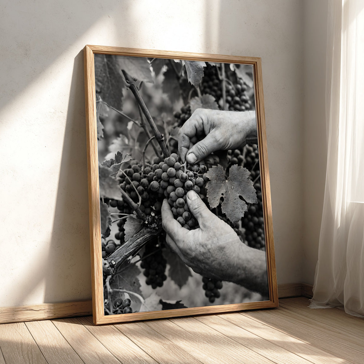 Black and white poster of hands picking ripe grapes from vine with leaves in rustic style