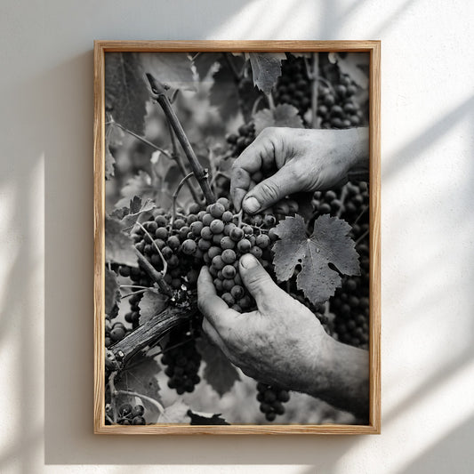 Black and white poster of hands picking ripe grapes from vine with leaves in rustic style