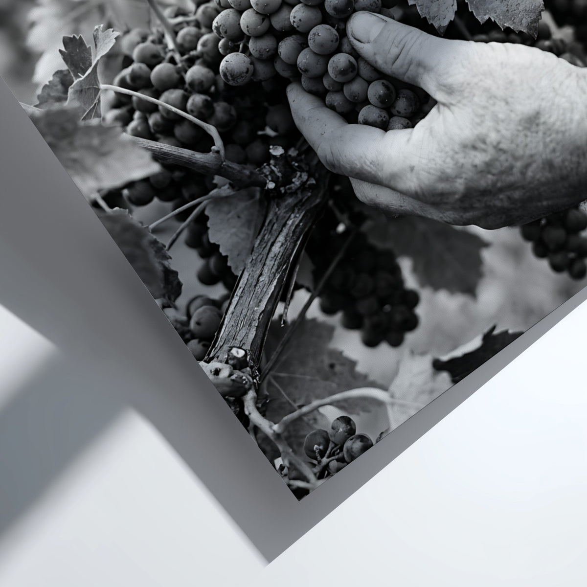 Black and white poster of hands picking ripe grapes from vine with leaves in rustic style
