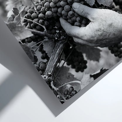 Black and white poster of hands picking ripe grapes from vine with leaves in rustic style