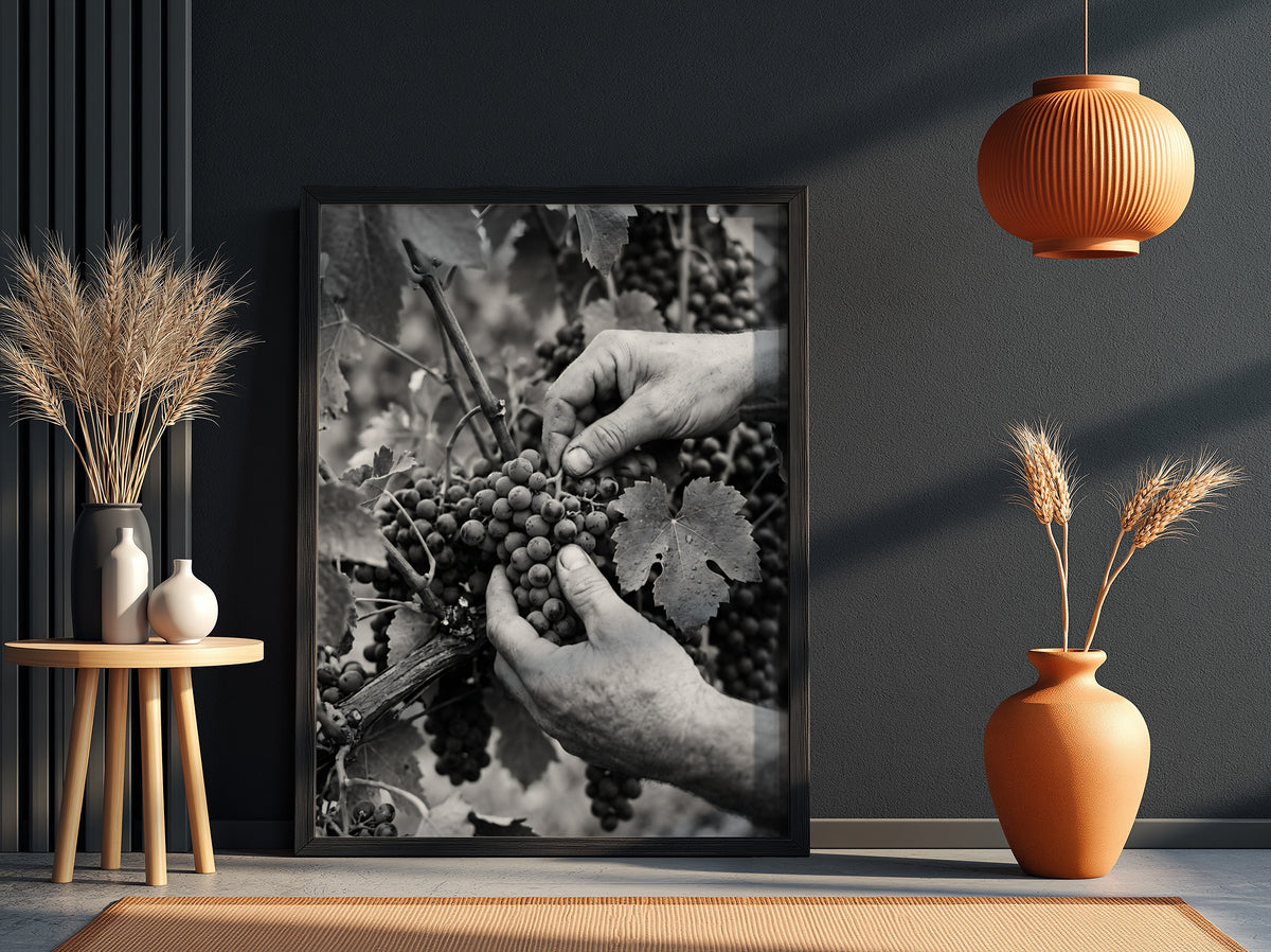Black and white poster of hands picking ripe grapes from vine with leaves in rustic style
