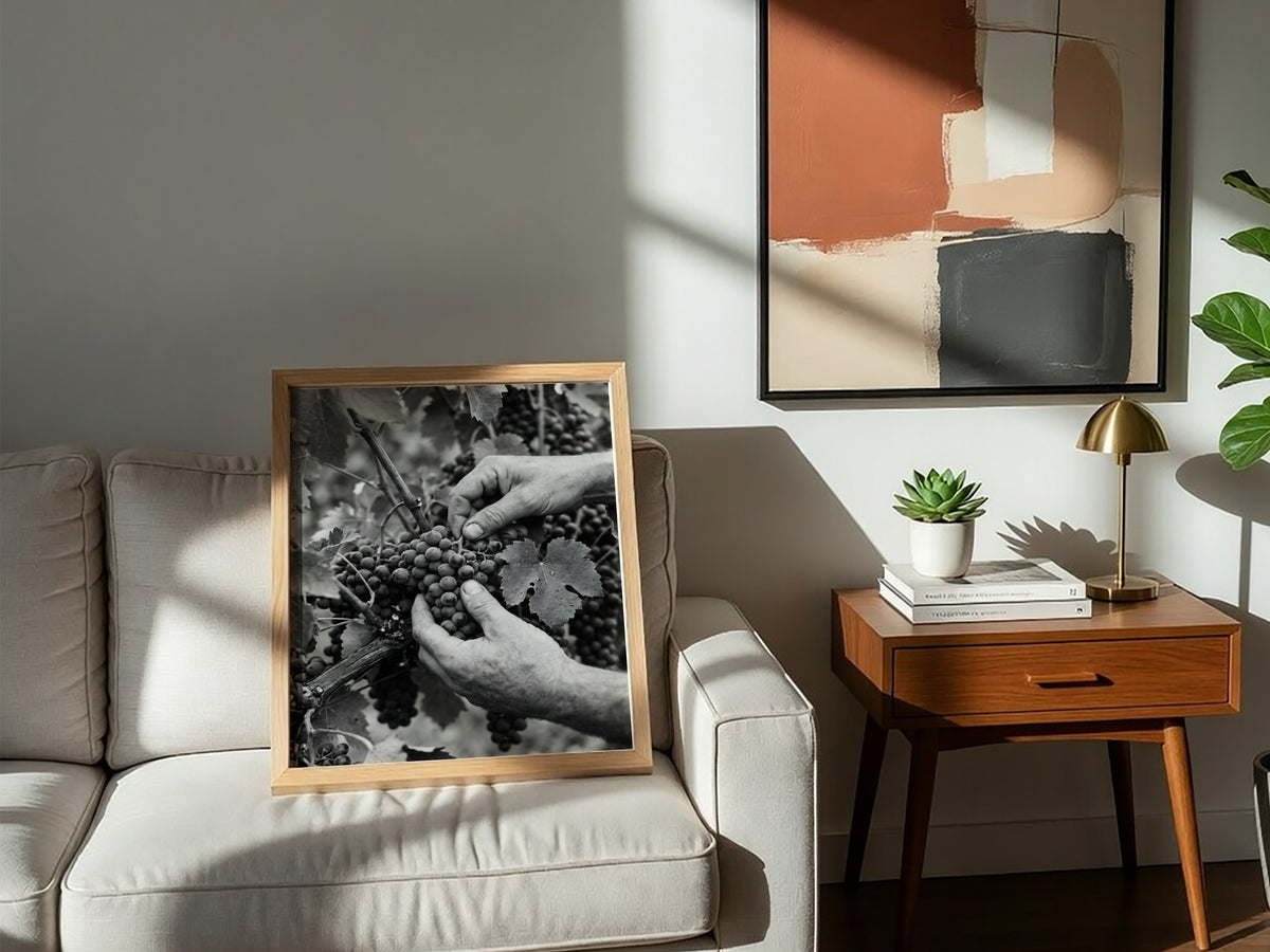 Black and white poster of hands picking ripe grapes from vine with leaves in rustic style