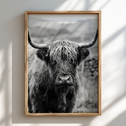 Black and white poster of a highland cow facing camera with shaggy fur and prominent horns