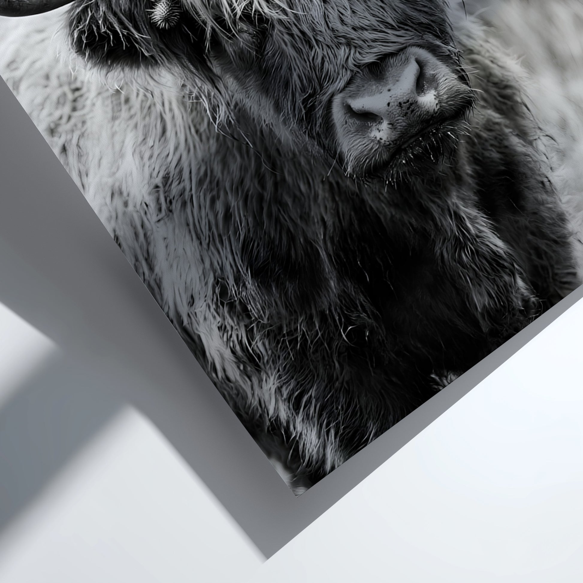 Black and white poster of a highland cow facing camera with shaggy fur and prominent horns