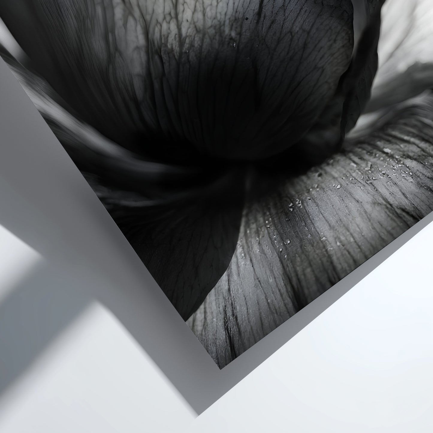 Black and white wall decor showing macro translucent flower petals with detailed textures and soft lighting