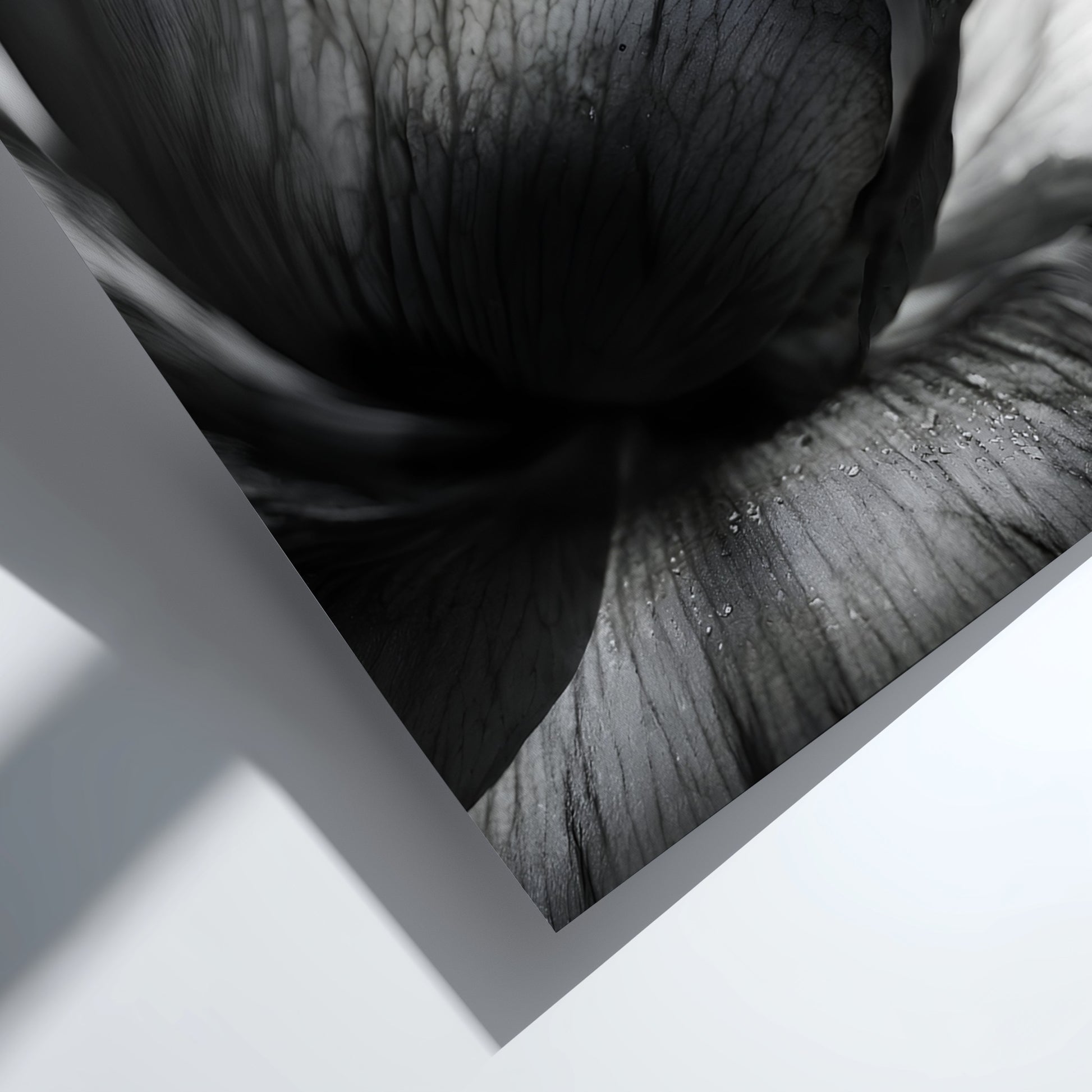 Black and white wall decor showing macro translucent flower petals with detailed textures and soft lighting