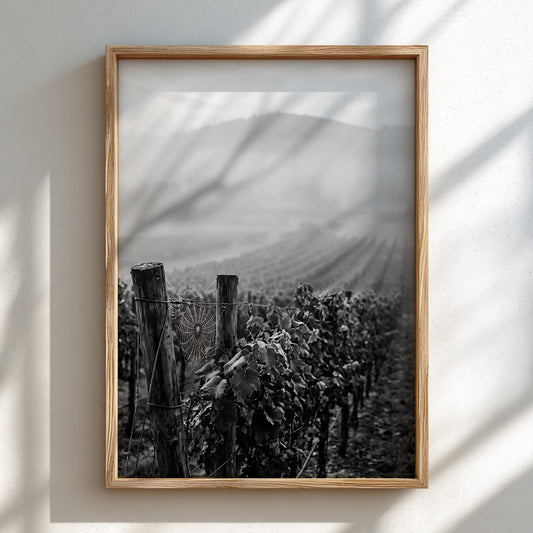 Black and white photographic wall decor showing mist covered vineyard rows with wooden posts and distant hills