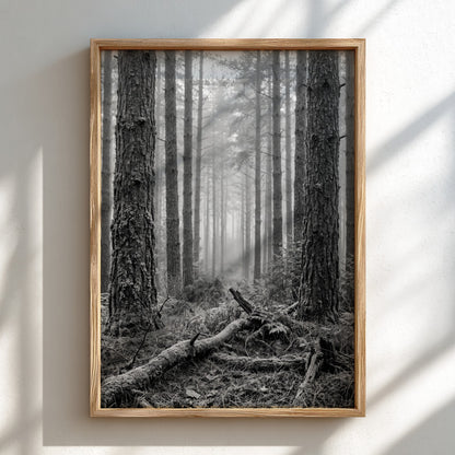 Poster of mist drifting through tall pine forest in black and white monochrome style