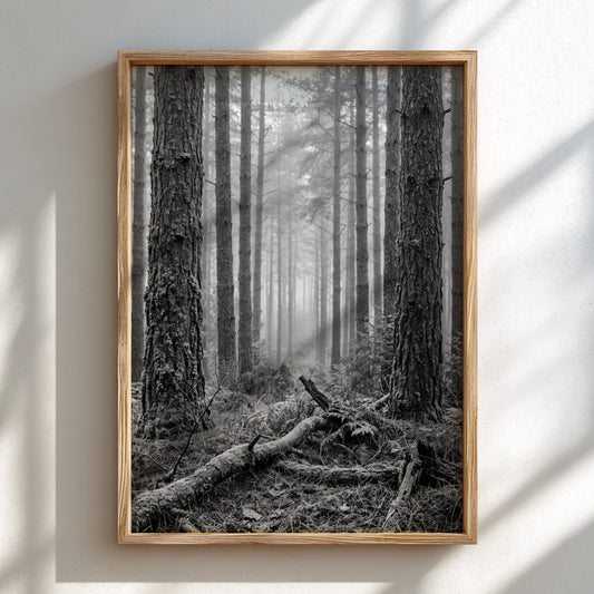 Poster of mist drifting through tall pine forest in black and white monochrome style
