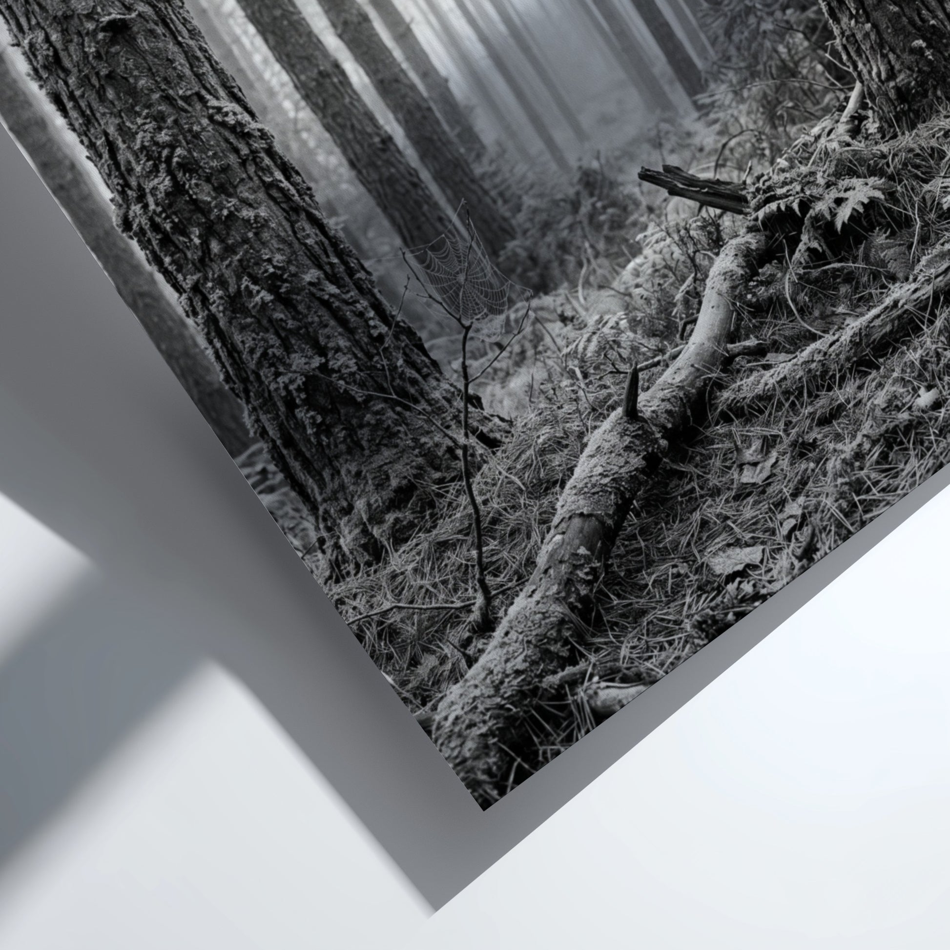 Poster of mist drifting through tall pine forest in black and white monochrome style