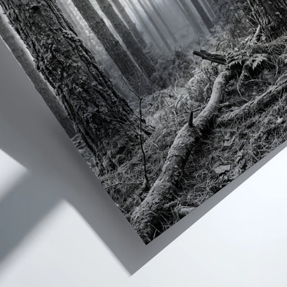 Poster of mist drifting through tall pine forest in black and white monochrome style