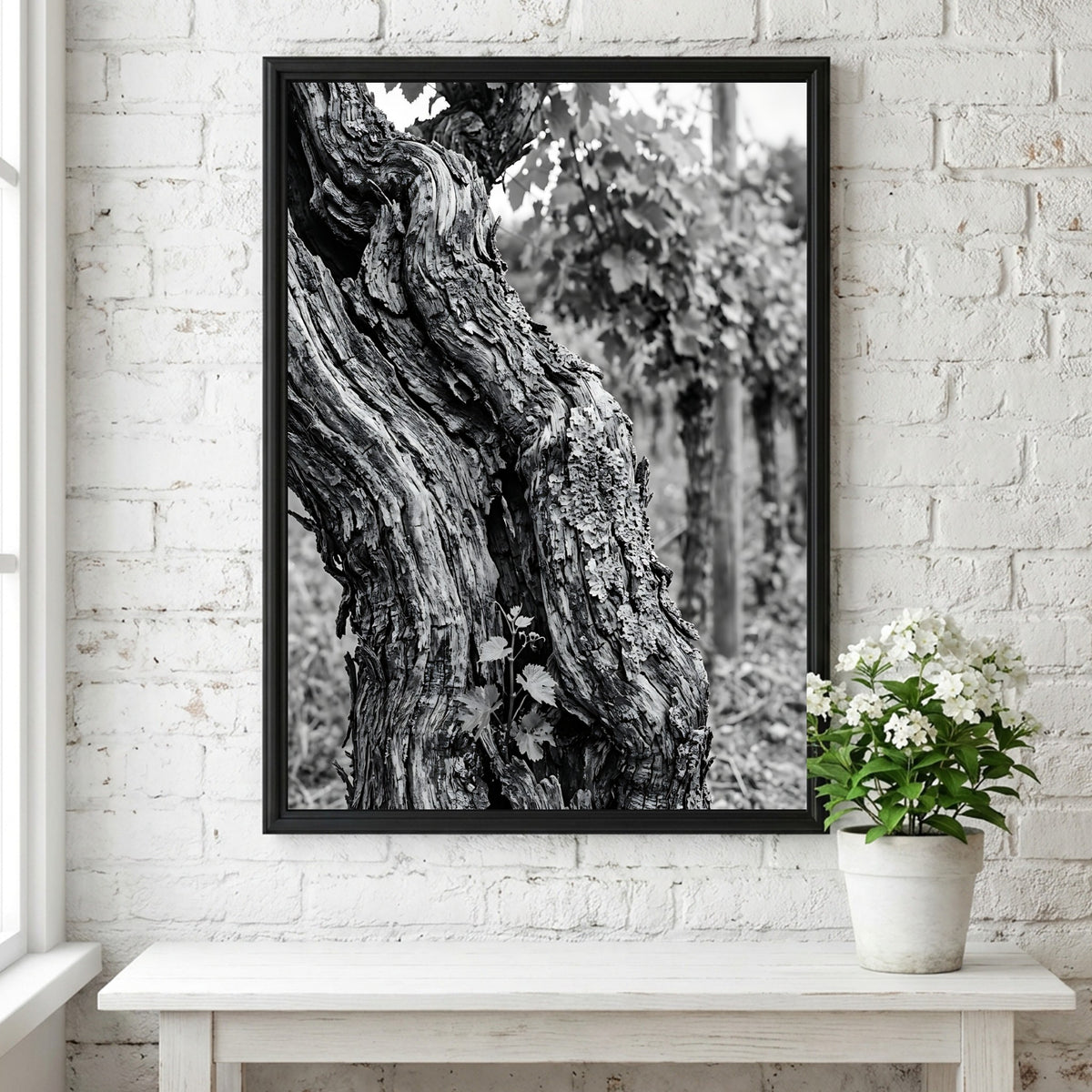 black and white photo print of old grapevine trunk with textured bark and natural background