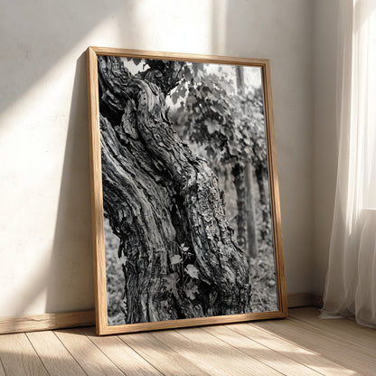 black and white photo print of old grapevine trunk with textured bark and natural background