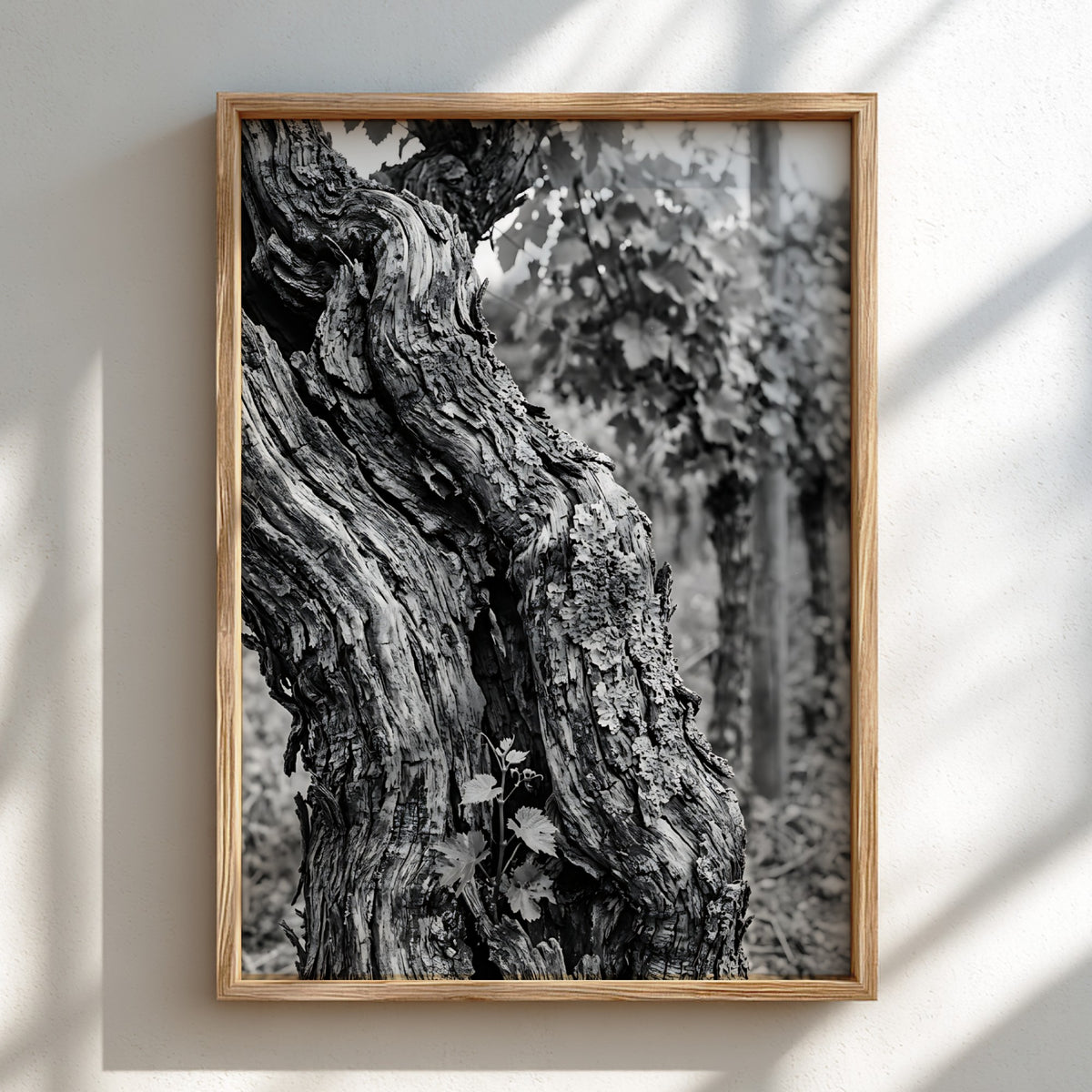 black and white photo print of old grapevine trunk with textured bark and natural background
