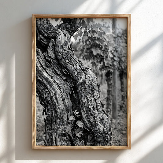 black and white photo print of old grapevine trunk with textured bark and natural background