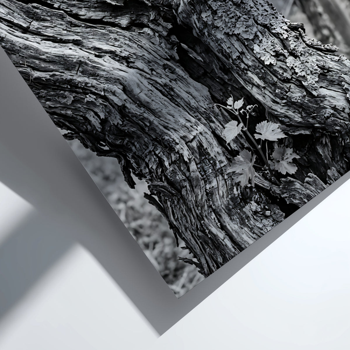 black and white photo print of old grapevine trunk with textured bark and natural background
