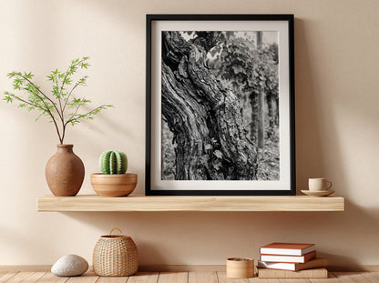 black and white photo print of old grapevine trunk with textured bark and natural background
