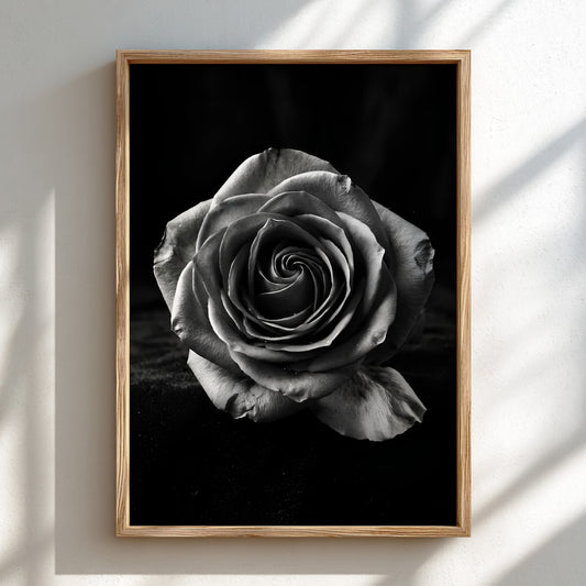 Monochrome wall decor featuring a detailed open rose on black velvet background with soft petal textures