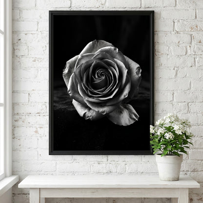 Monochrome wall decor featuring a detailed open rose on black velvet background with soft petal textures