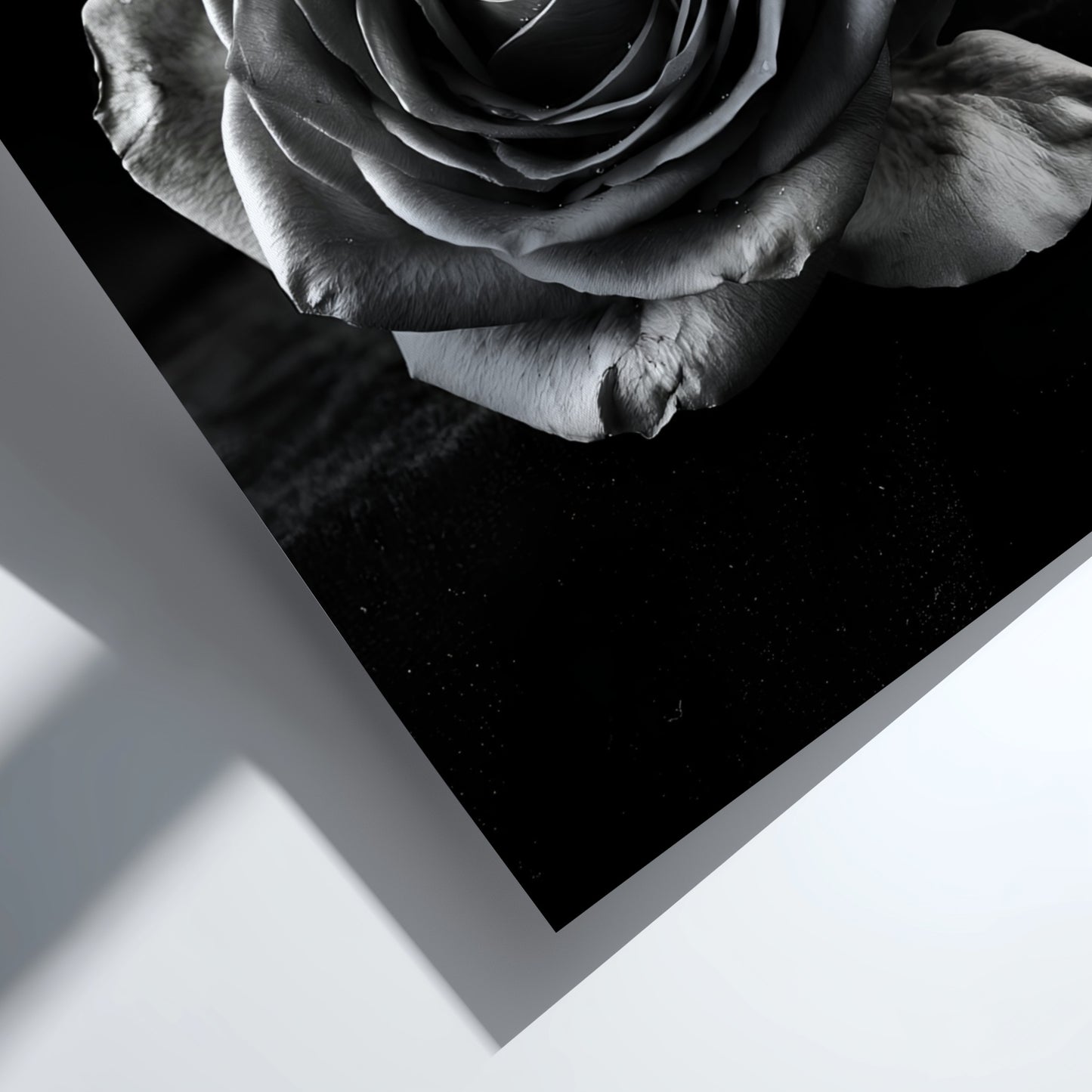 Monochrome wall decor featuring a detailed open rose on black velvet background with soft petal textures
