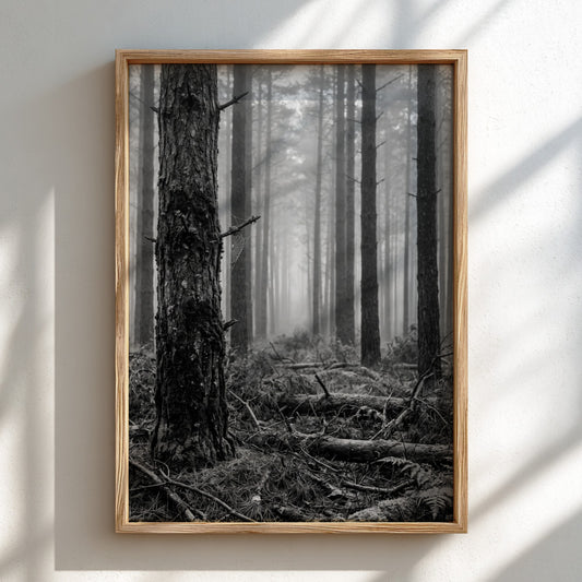 Black and white wall decor of pine forest with morning mist and textured tree trunks