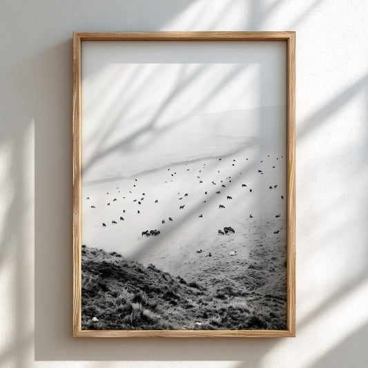 Wall decor black and white photo of sheep grazing on foggy misty hillside landscape