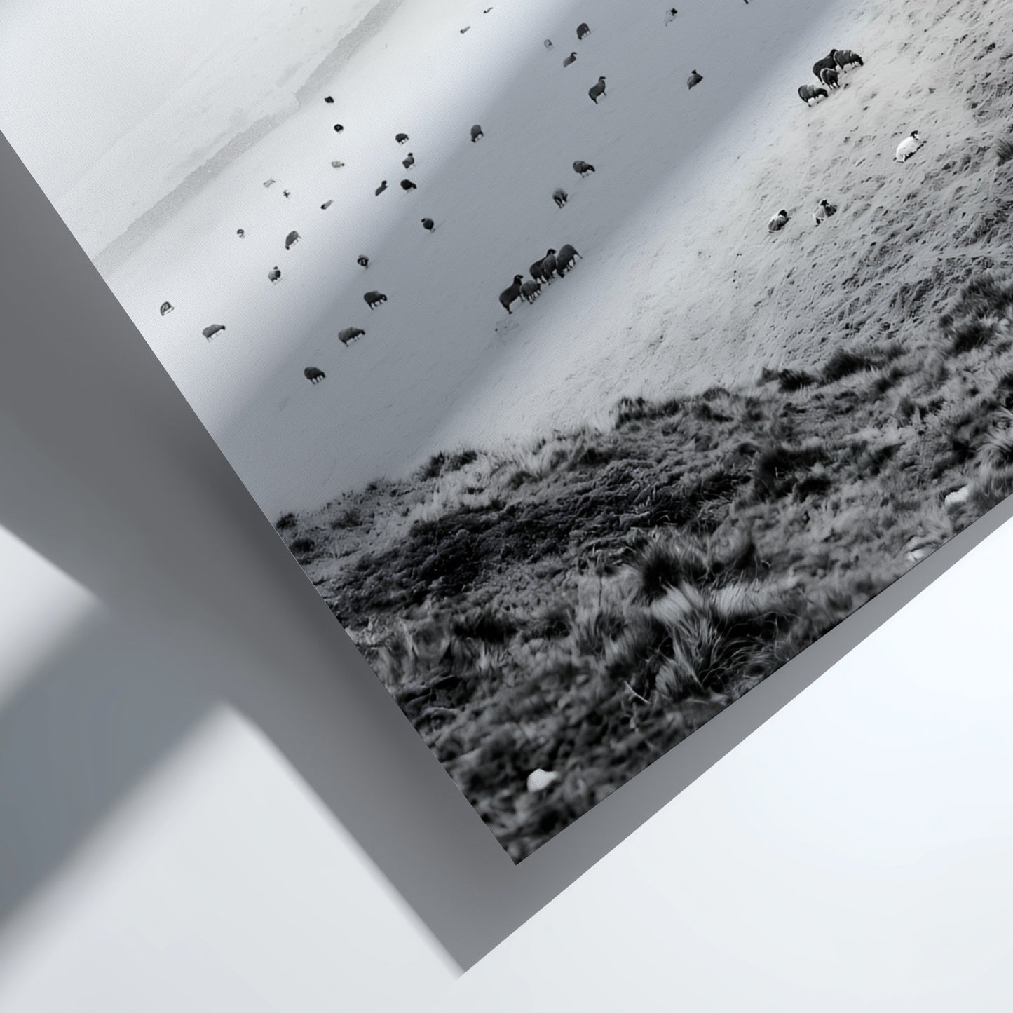Wall decor black and white photo of sheep grazing on foggy misty hillside landscape