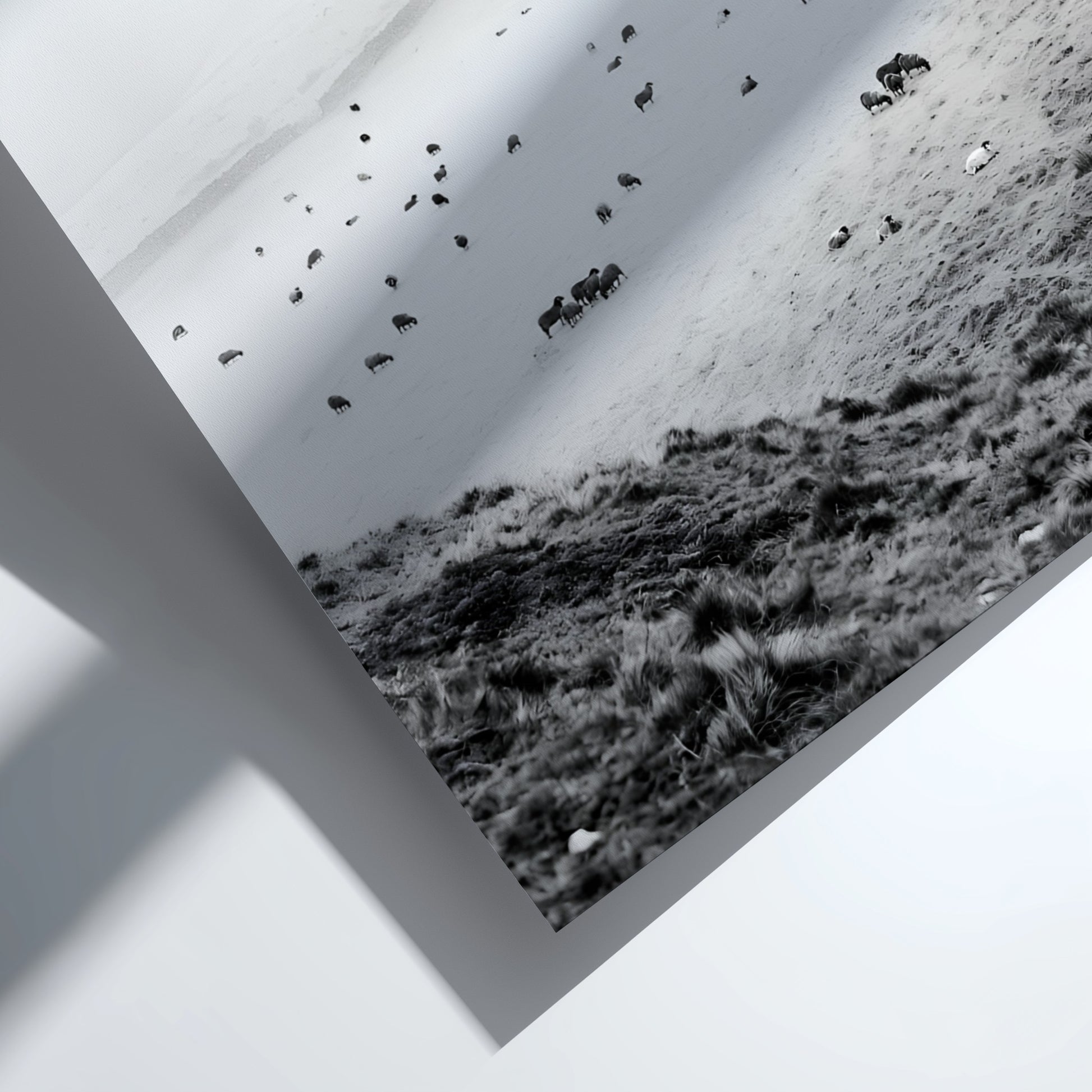 Wall decor black and white photo of sheep grazing on foggy misty hillside landscape