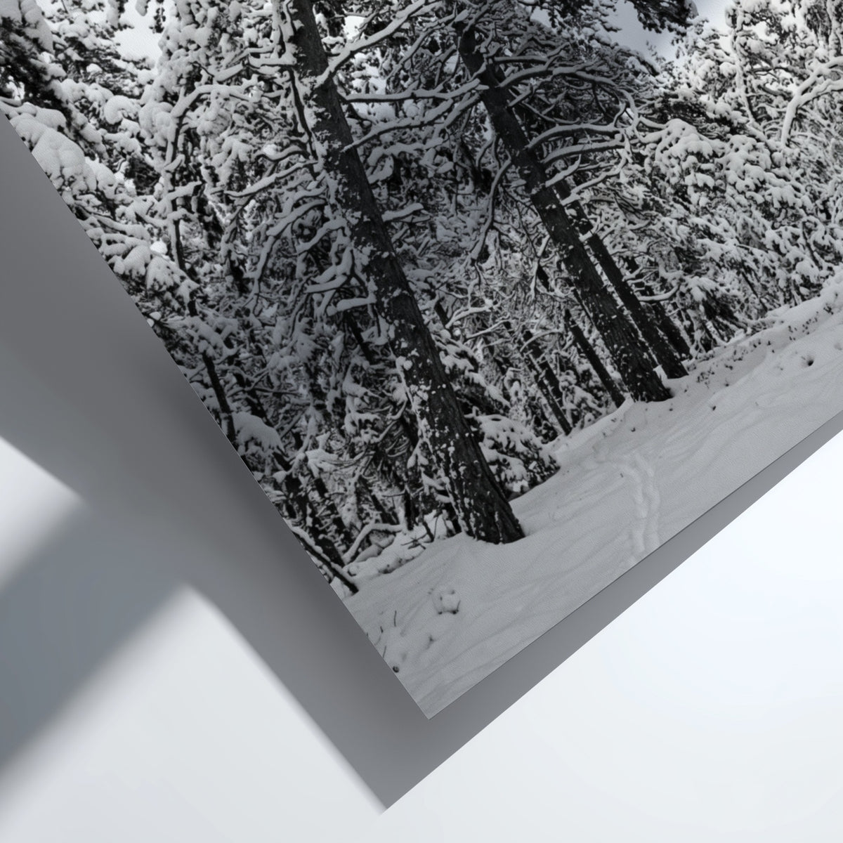 Poster of snow falling from pine trees in monochrome palette with snowy forest landscape