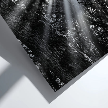 Black and white wall decor showing sunlight beams breaking through dense forest trees and branches