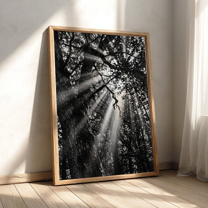 Black and white wall decor showing sunlight beams breaking through dense forest trees and branches
