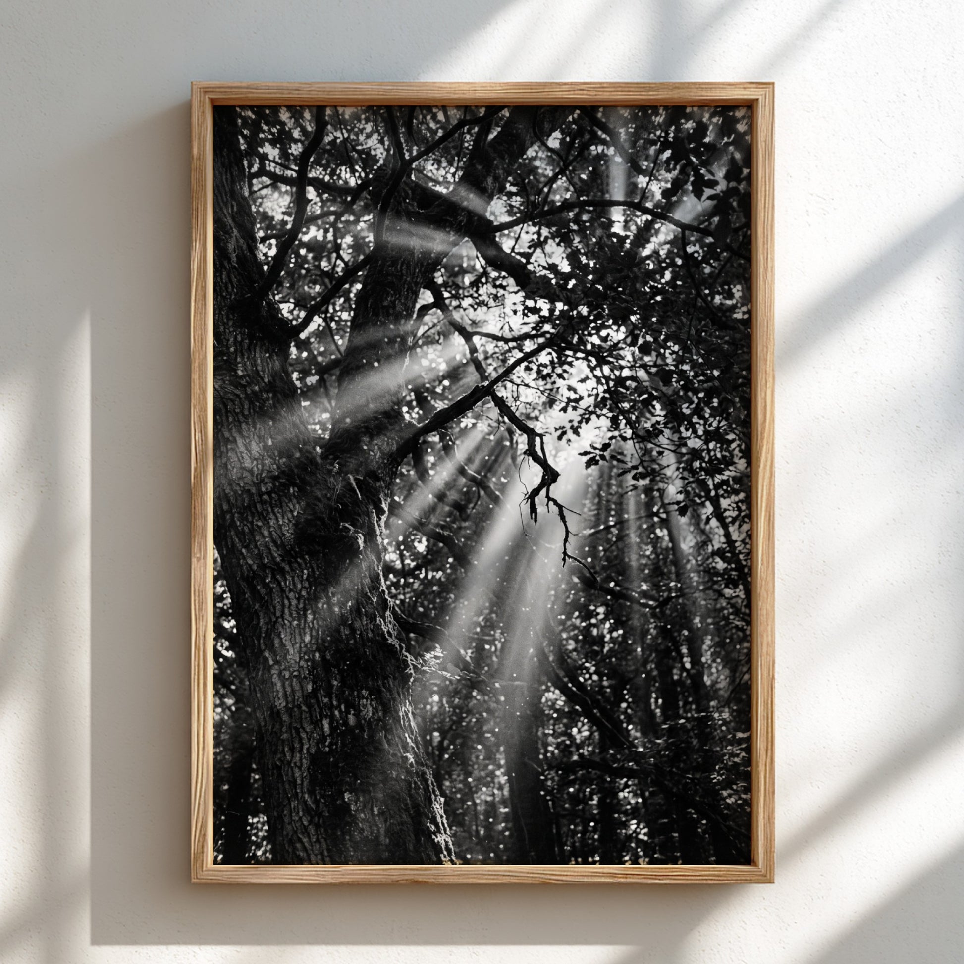 Black and white wall decor showing sunlight beams breaking through dense forest trees and branches