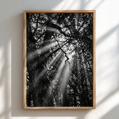 Black and white wall decor showing sunlight beams breaking through dense forest trees and branches