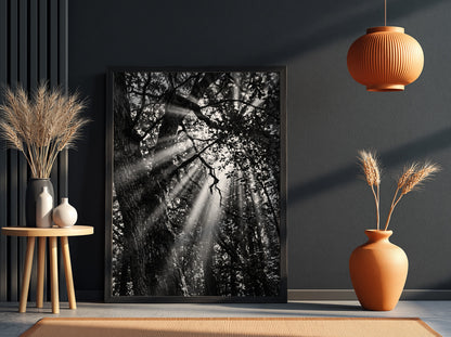 Black and white wall decor showing sunlight beams breaking through dense forest trees and branches