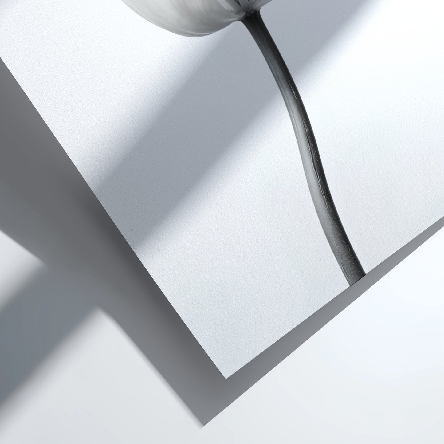 Wall decor poster featuring a monochrome tulip stem on white background with soft shadows