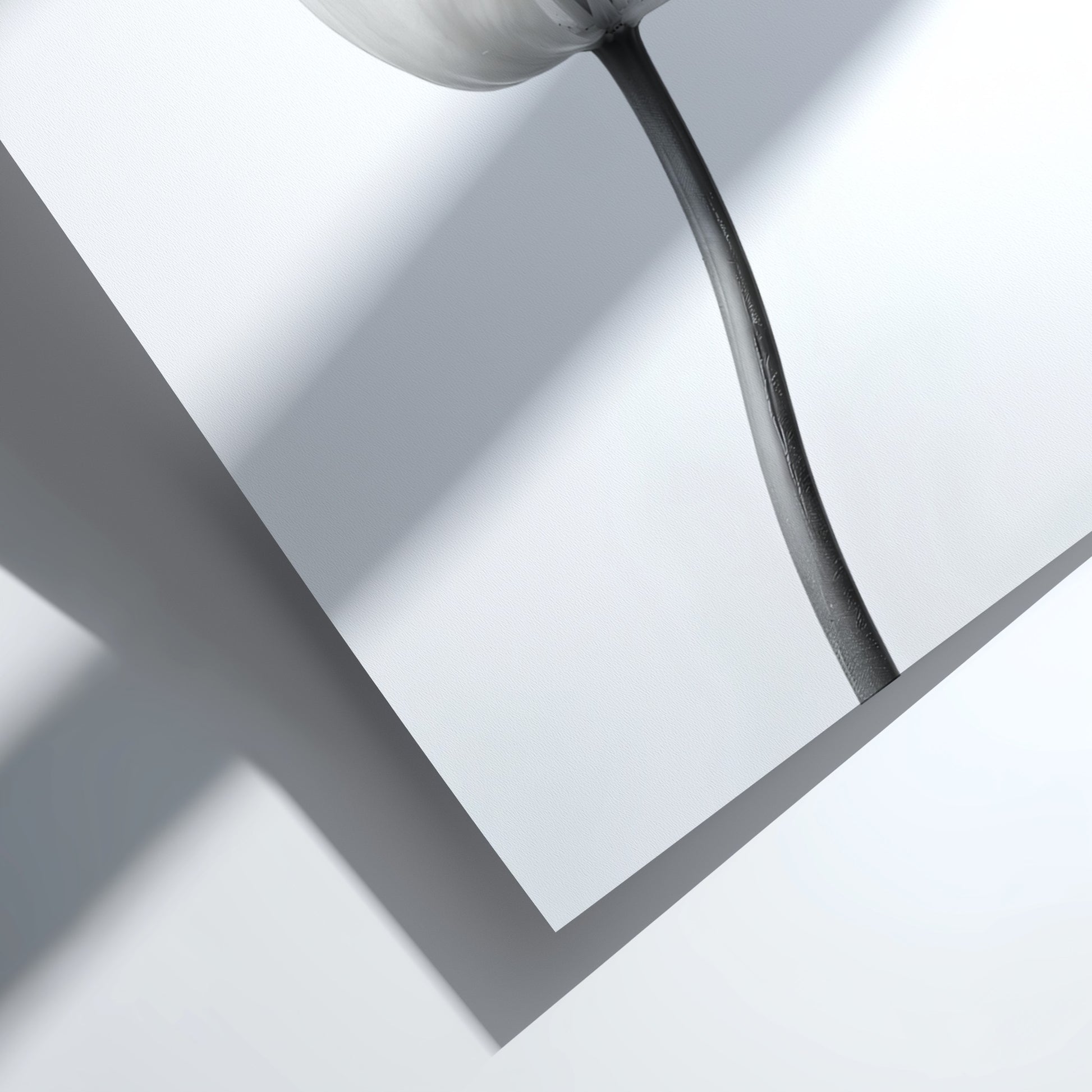 Wall decor poster featuring a monochrome tulip stem on white background with soft shadows