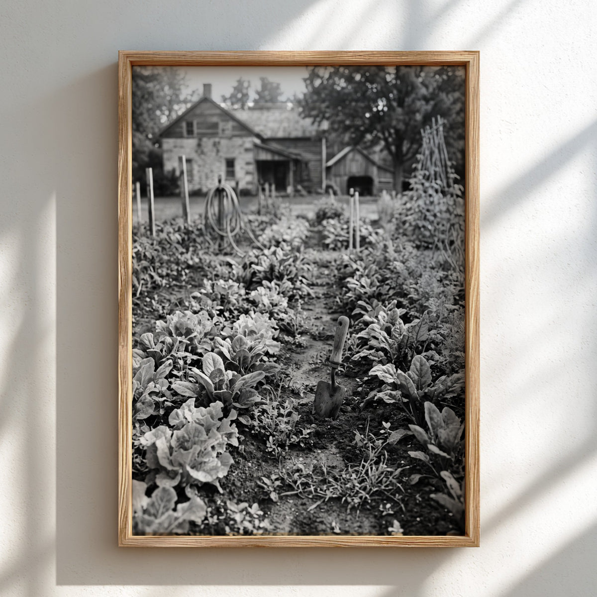 Wall decor black and white photo of vegetables growing in farmhouse garden with rustic buildings