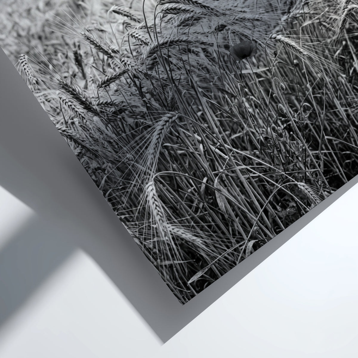 Black and white poster of wheat field with tall stalks swaying and trees in background