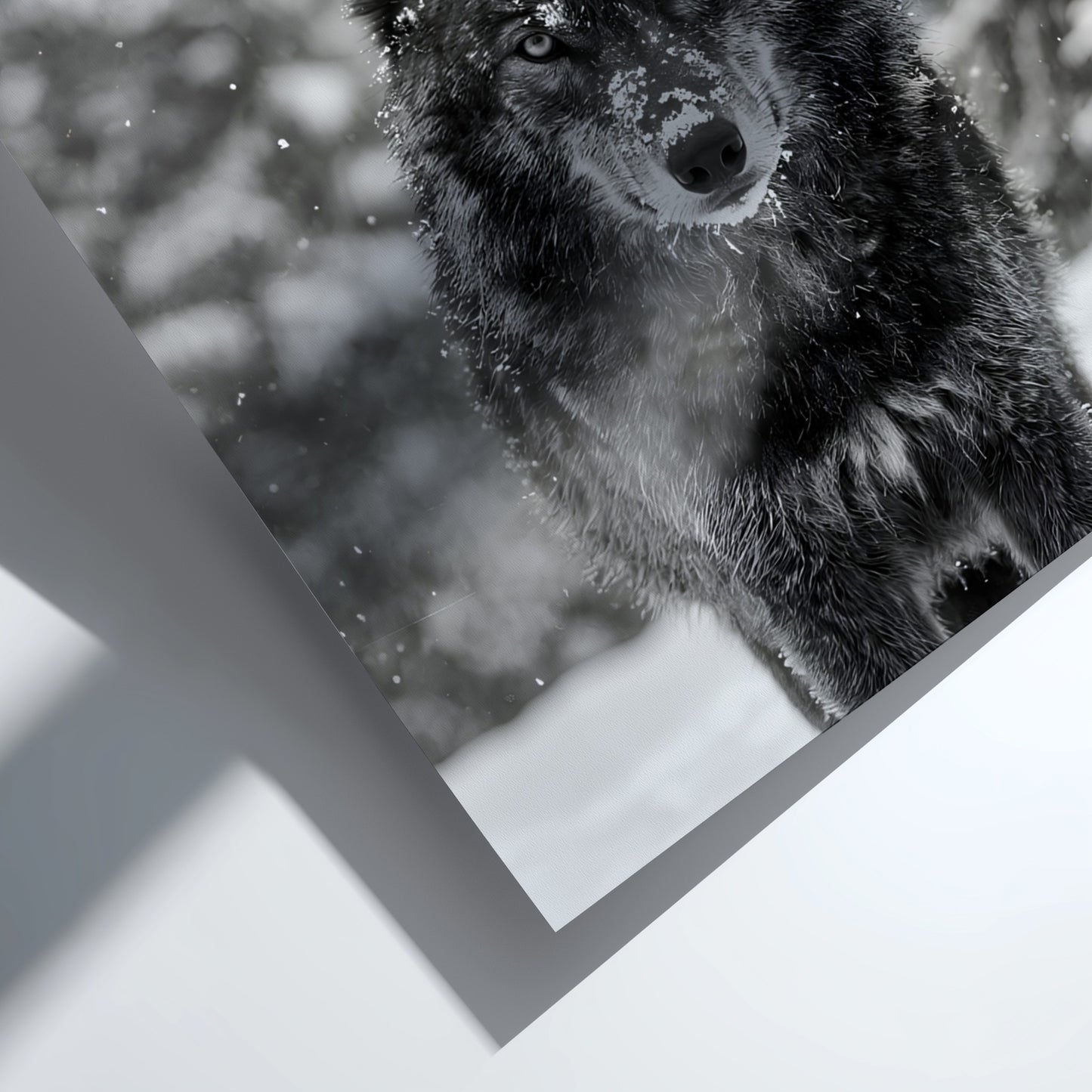 black and white wall decor featuring wolf staring into camera snowy forest background