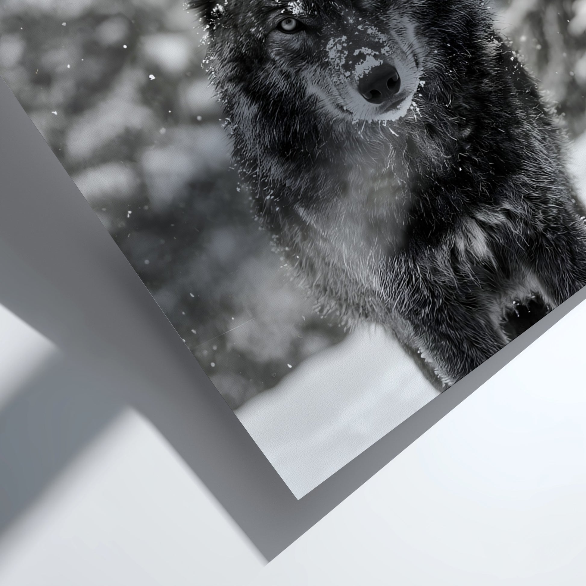 black and white wall decor featuring wolf staring into camera snowy forest background