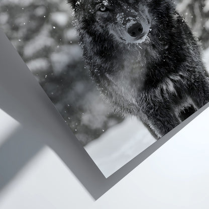 black and white wall decor featuring wolf staring into camera snowy forest background